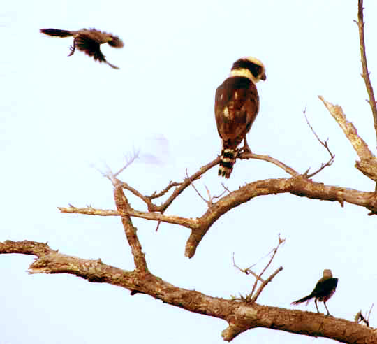 Tropical Mockingbirds mobbing Laughing Falcon