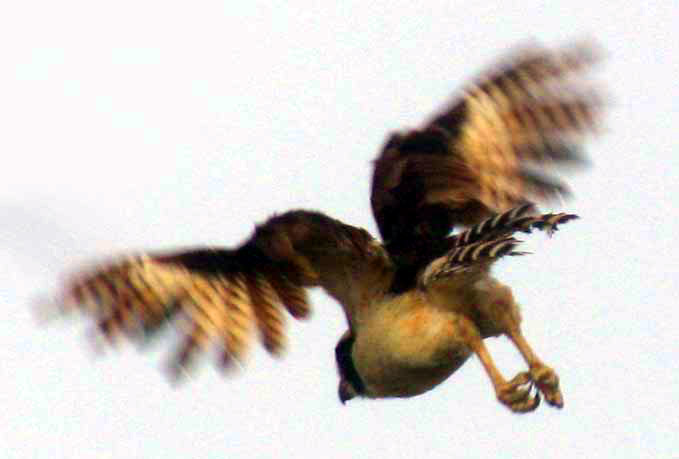 Laughing Falcon flying away