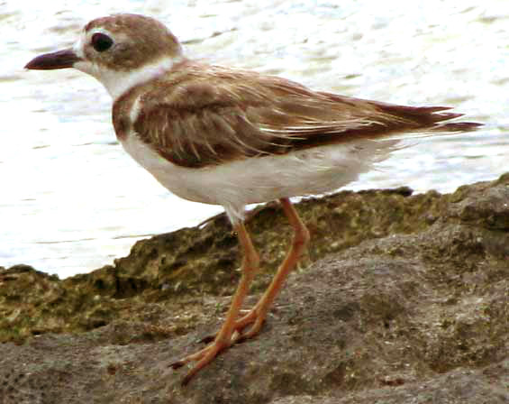 Wilson's Plover, CHARADRIUS WILSONIA