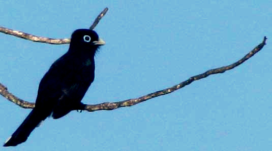 Black-headed Trogon, TROGON MELANOCEPHALUS, showing black back and blue eye