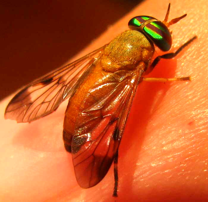 Yellow Fly, DIACHLORUS FERRUGATUS