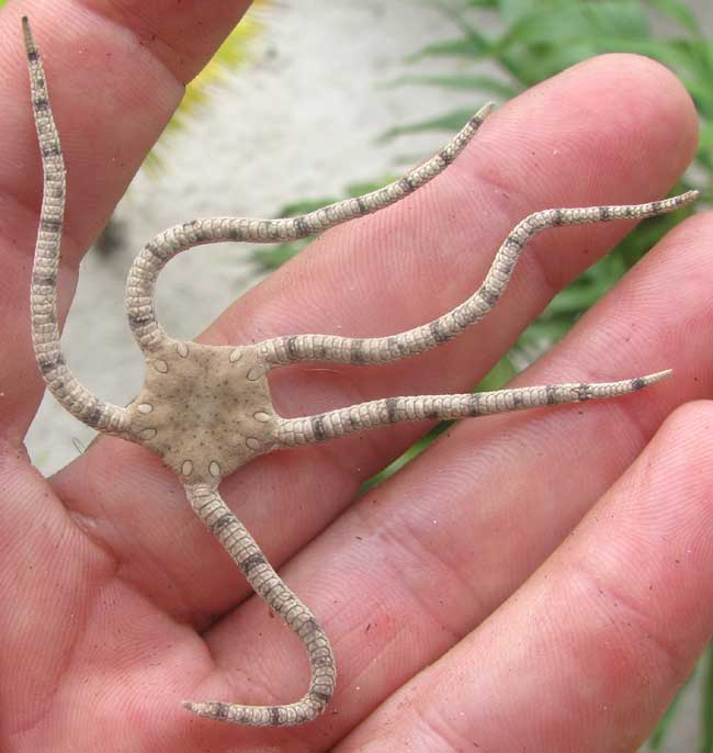 Banded-arm Brittle-Star, OPHIODERMA APPRESSUM