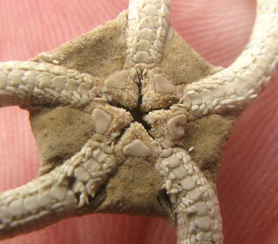 Banded-arm Brittle-Star, OPHIODERMA APPRESSUM, mouth & anus hole