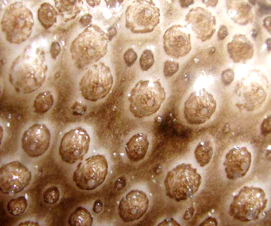 Brown-spotted Sea-Cucumber, HOLOTHURIA IMPATIENS, close-up of skin