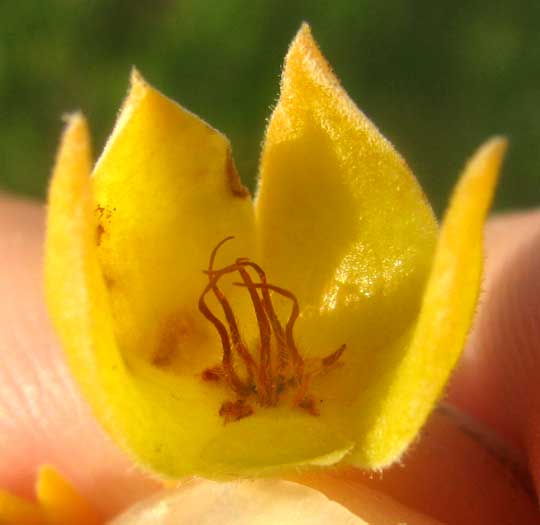 Bay Cedar, SURIANA MARITIMA, overly mature flower