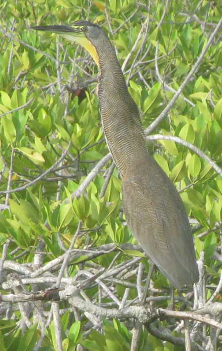 Bare-throated Tiger-Heron, TIGRISOMA MEXICANUM