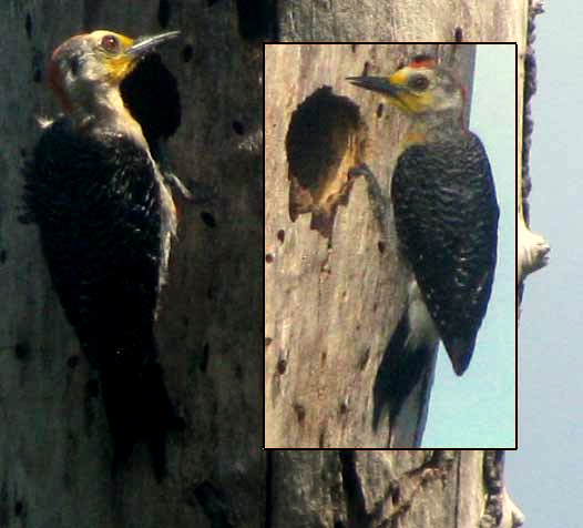 Yucatan Woodpecker, CENTURUS PYGMAEUS