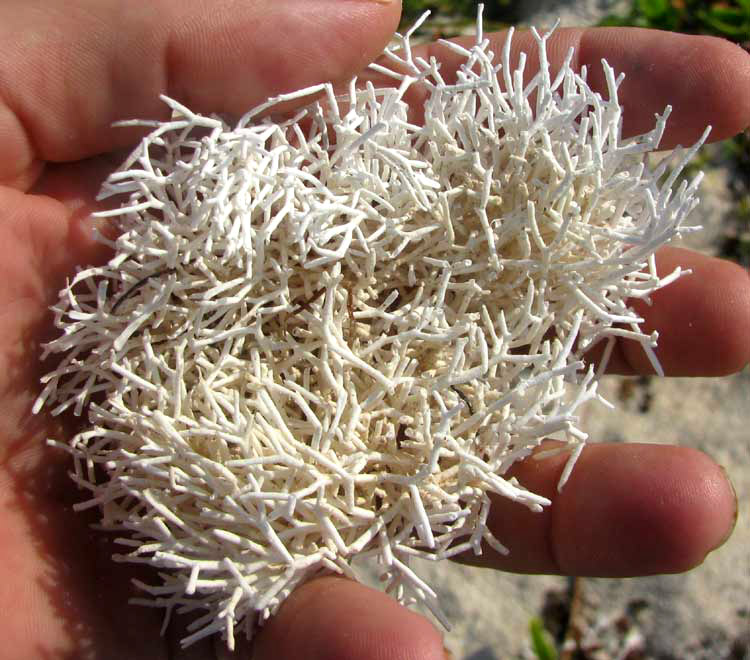 White Tangled Bryozoan, BRACEBRIDGIA SUBSULCATA