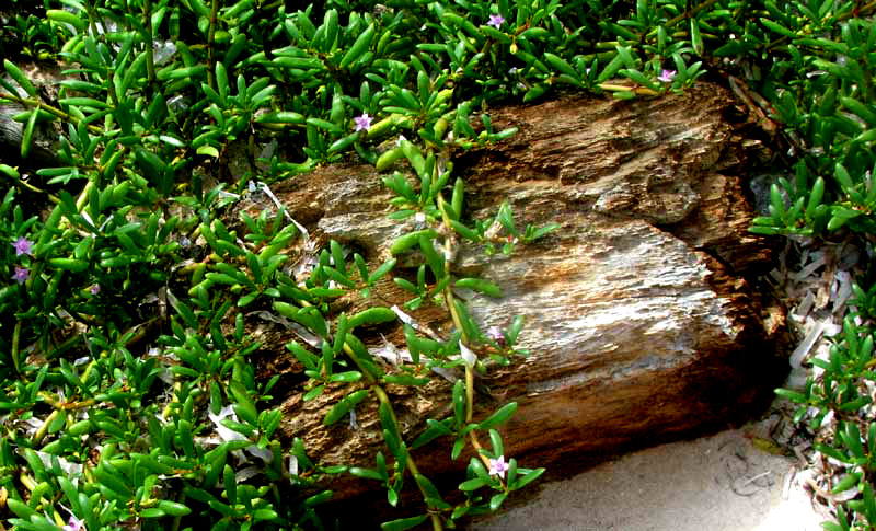 Sea or Shoreline Purslane, SESUVIUM PORTULACASTRUM