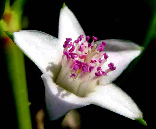 flower of Sea or Shoreline Purslane, SESUVIUM PORTULACASTRUM