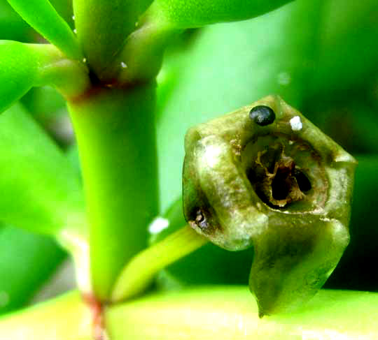 Sea or Shoreline Purslane, SESUVIUM PORTULACASTRUM, mature fruit wth seeds showing