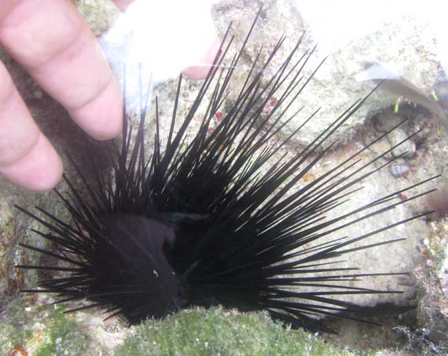 Long-spined, Black, or Lime Sea Urchin, DIADEMA ANTILLARUM