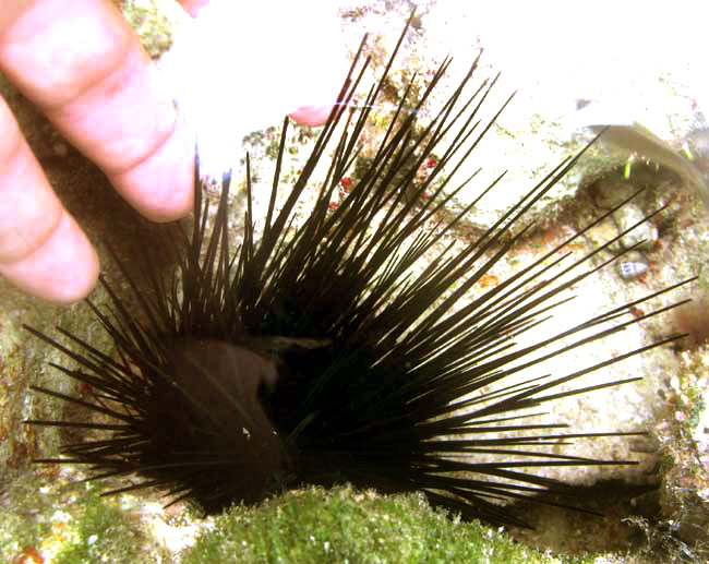 Long-spined, Black, or Lime Sea Urchin, DIADEMA ANTILLARUM