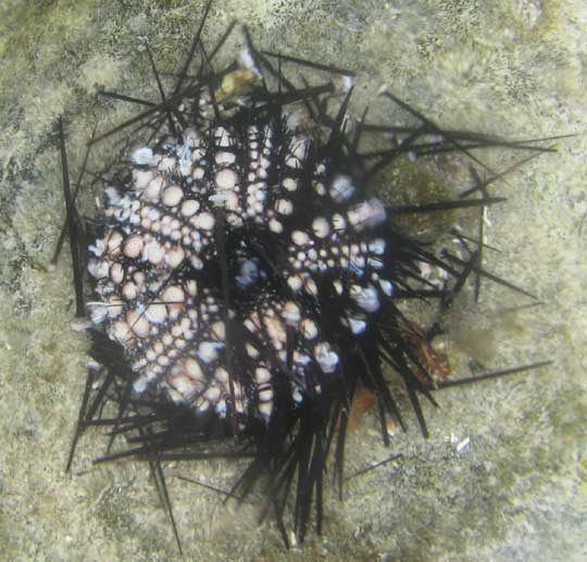spines falling from test of Long-spined, Black, or Lime Sea Urchin, DIADEMA ANTILLARUM