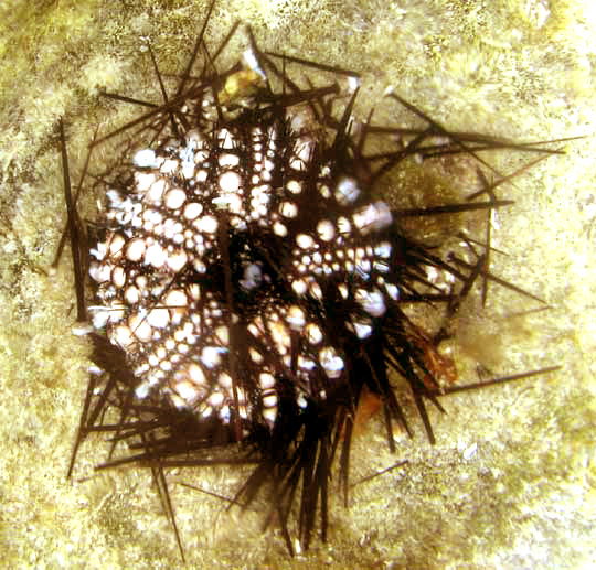 spines falling from test of Long-spined, Black, or Lime Sea Urchin, DIADEMA ANTILLARUM