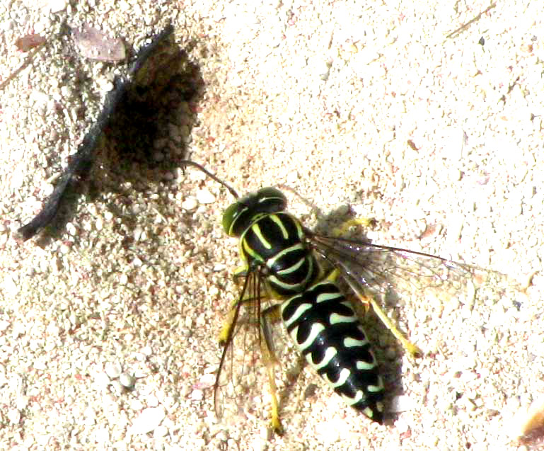 Sand wasp, a member of the Bembicini tribe of crabronid wasps