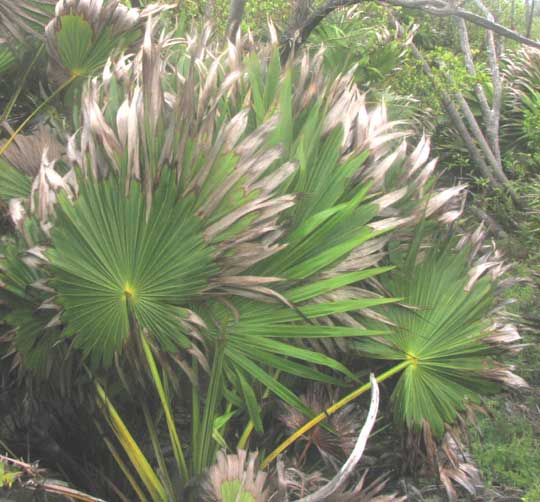 Chit Palm damaged by salt spray