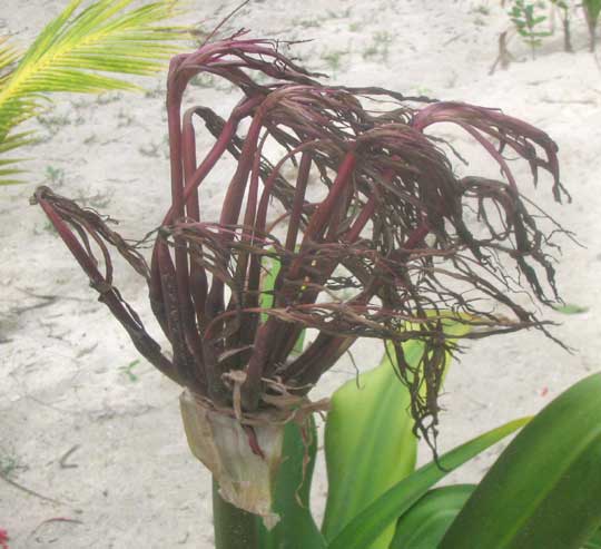 salt spray damage on lily flowers