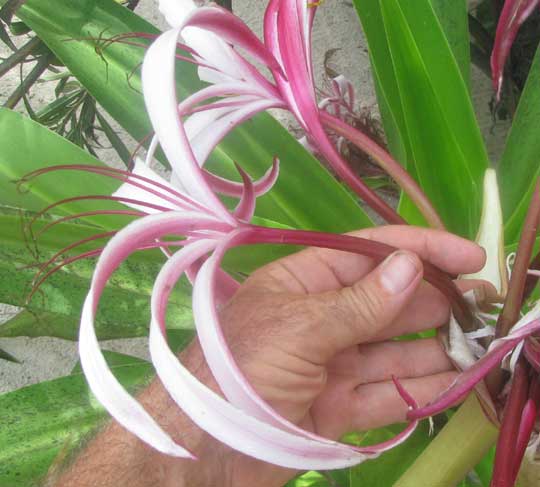 CRINUM AUGUSTUM 'Queen Emma', flowers