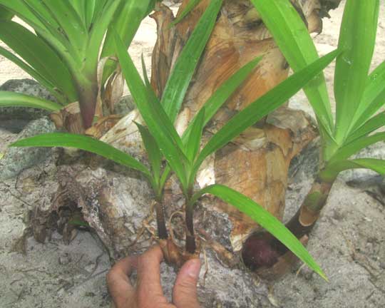 CRINUM AUGUSTUM 'Queen Emma', shoots arising from massive bulb