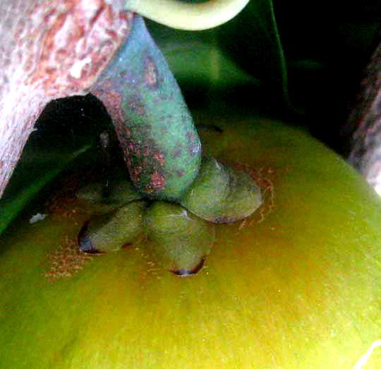 Wattle Tree, DIOSPYROS TETRASPERMA, calyx of almost-ripe fruit