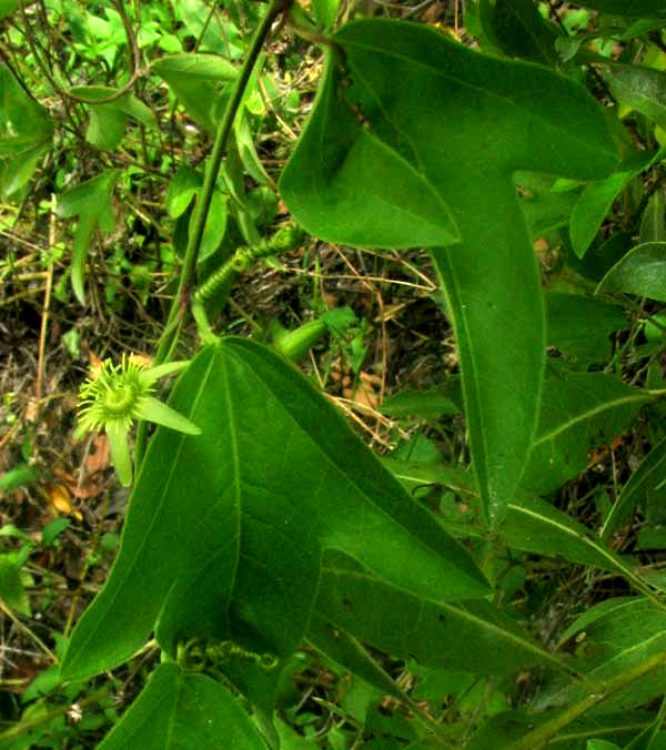 Corky-stemmed Passionflower, PASSIFLORA SUBEROSA, flower and leaves