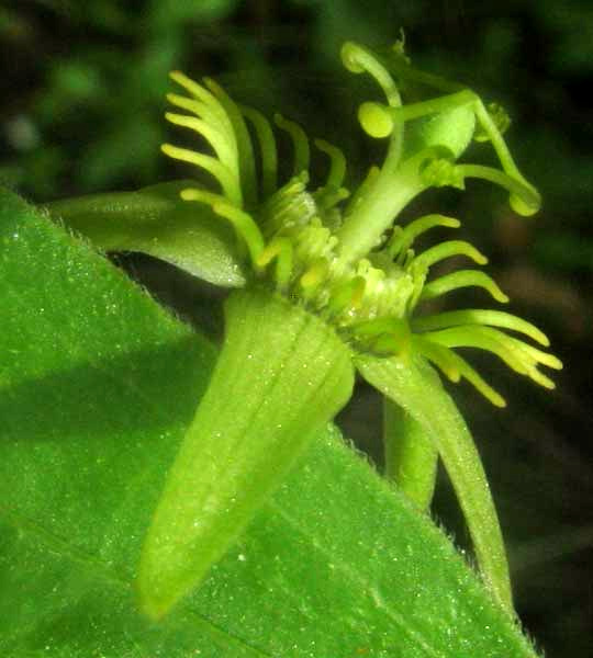 Corky-stemmed Passionflower, PASSIFLORA SUBEROSA, flower close-up