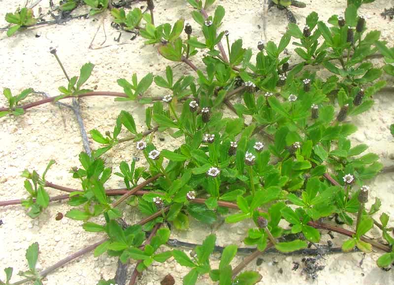 Turkey-tangle, PHYLA NODIFLORA, plant and flower heads