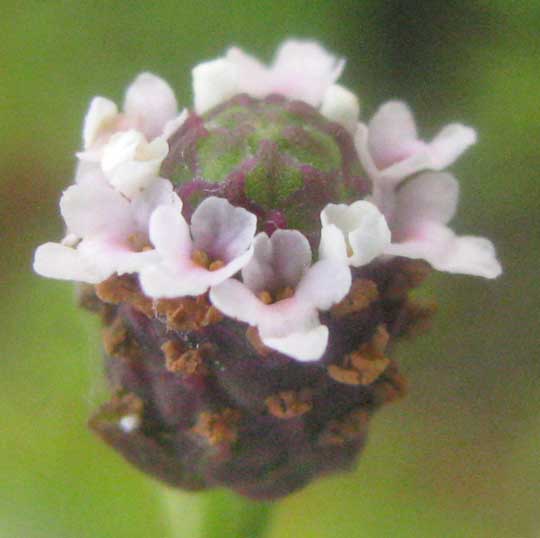 Turkey-tangle, PHYLA NODIFLORA, flowering head