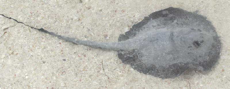 Southern Stingray, DASYATIS AMERICANA