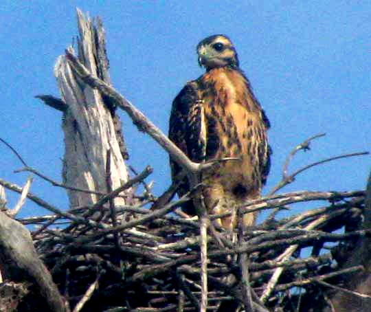 Immature black hawk nestling