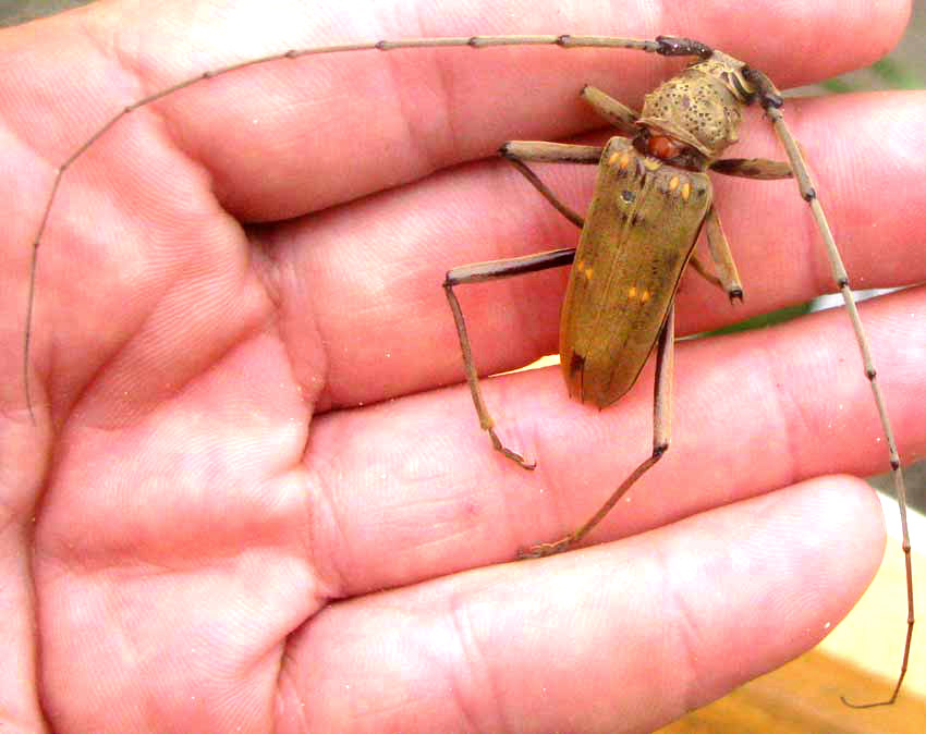 Longhorned Beetle