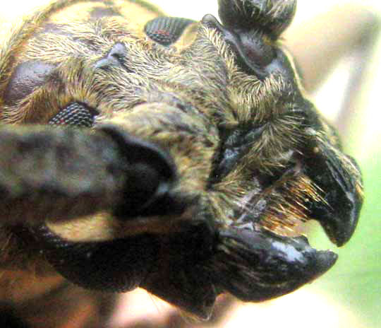 Longhorned Beetle, head view