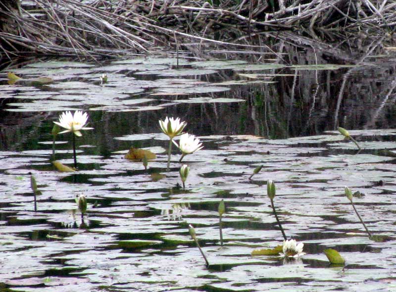 Dotleaf Waterlily, White Water Lily or White Lotus, NYMPHAEA AMPLA