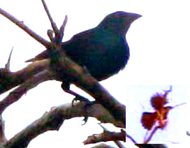 Shiny Cowbird, MOLOTHRUS BONARIENSIS