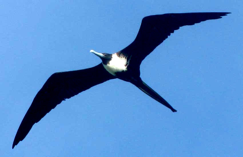 Female Magnificent Frigatebird, FREGATA MAGNIFICENS