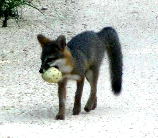 Gray Fox, UROCYON CINEREOARGENTEUS