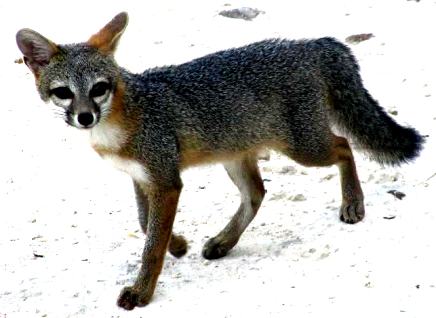 Gray Fox, UROCYON CINEREOARGENTEUS