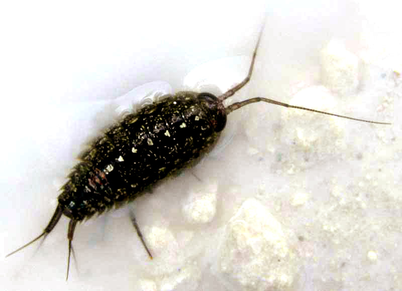 Rock Louse, LIGIA