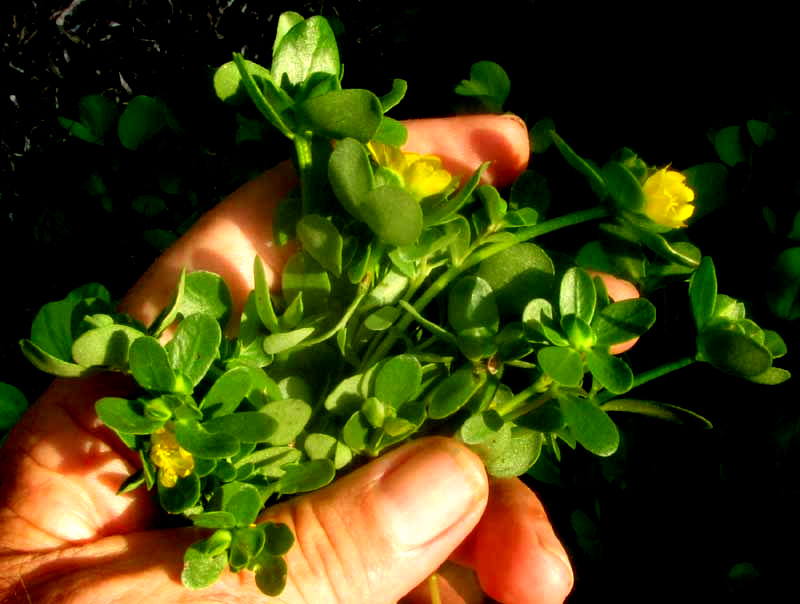 Common or Wild Purslane, PORTULACA OLERACEAE