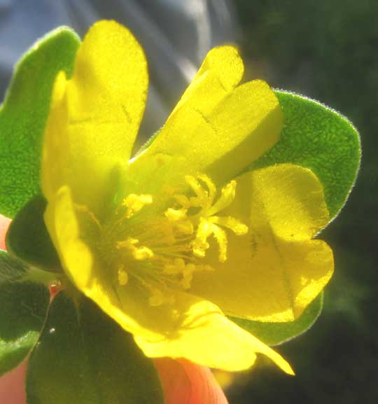Common or Wild Purslane, PORTULACA OLERACEAE, flower