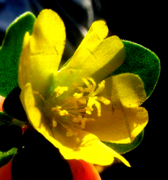 Common or Wild Purslane, PORTULACA OLERACEAE, flower