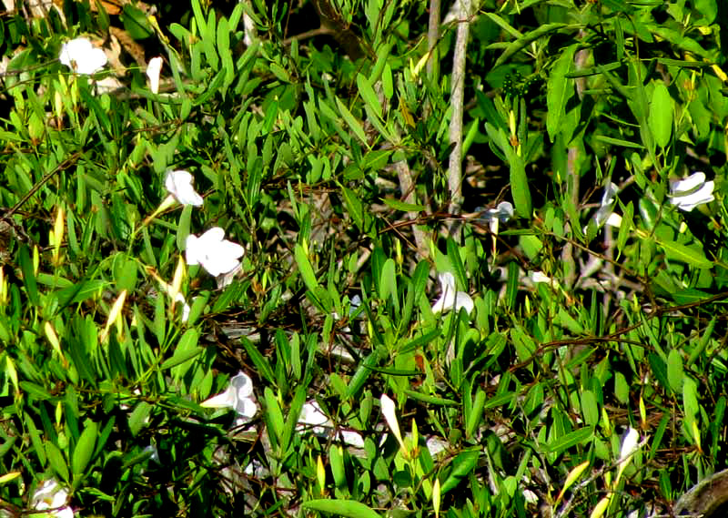 Mangrove Vine, Rubber Vine or Mangrove Rubber Vine, RHABDADENIA BIFLORA