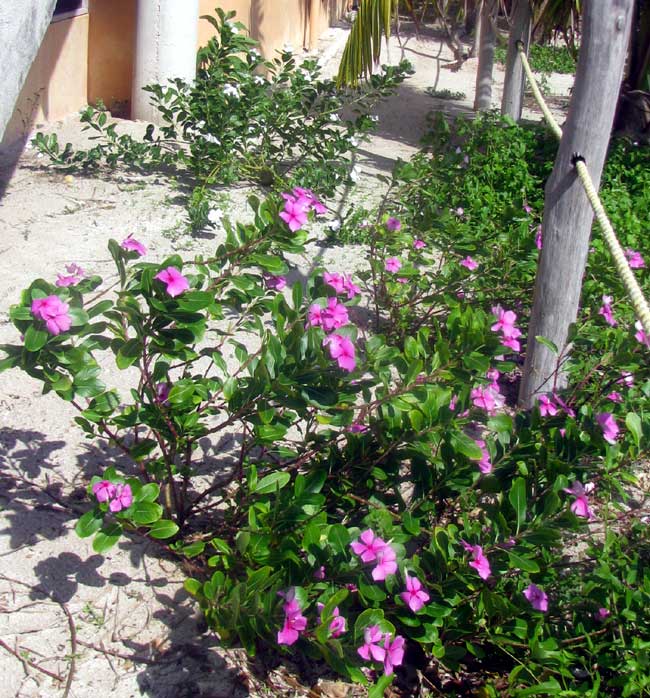 Madagascar Periwinkle, CATHARANTHUS ROSEUS