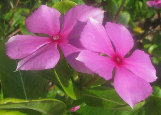 Madagascar Periwinkle, CATHARANTHUS ROSEUS, flowers