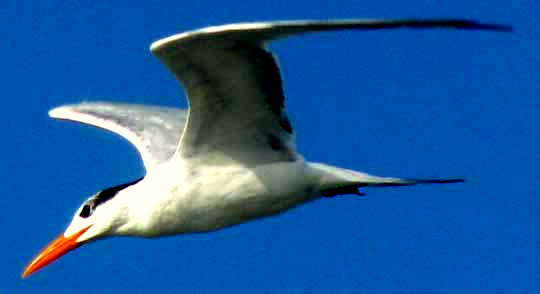 Royal Tern, mid summer in the Yucatan