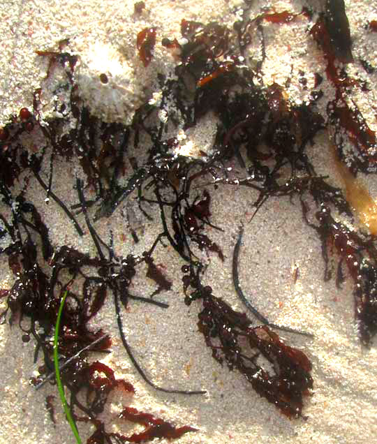 Barbados Keyhole Limpet, FISSURELLA BARBADENSIS