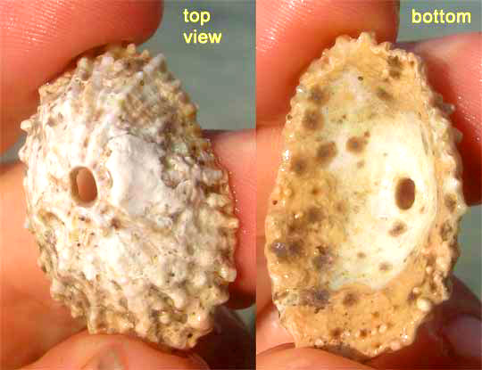 Barbados Keyhole Limpet, FISSURELLA BARBADENSIS, top & bottom views