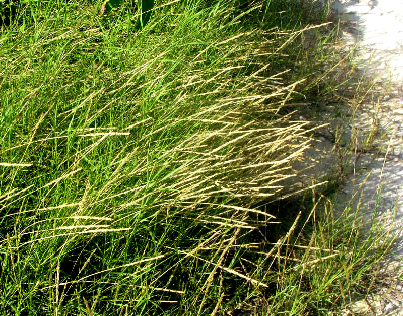 Sand Couch Grass, SPOROBOLUS VIRGINICUS