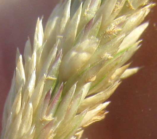 Sand Couch Grass, SPOROBOLUS VIRGINICUS, spikelets